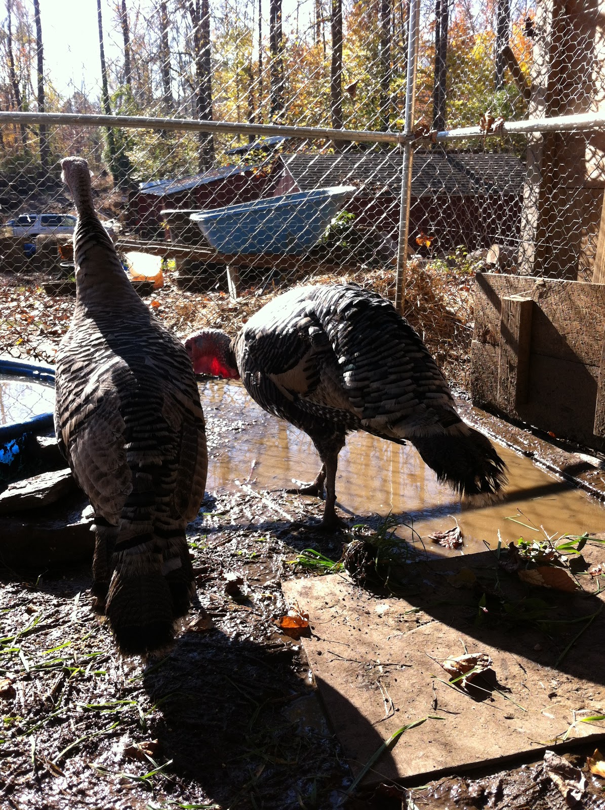 Turkeys and Ducks, living together, happily ever after Timber Creek Farm